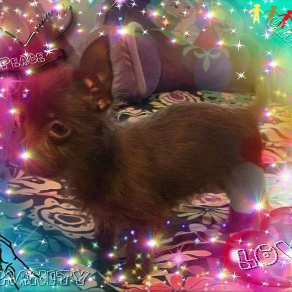 Meet your Posher, Loree - Picture 1 of 1